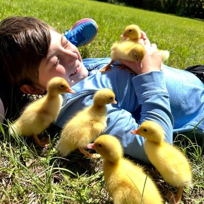 How to Raise Friendly Ducks